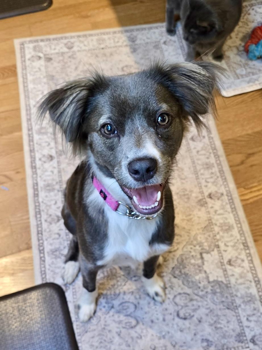 Pepper, ADOPTABLE, Young Female Border Collie.