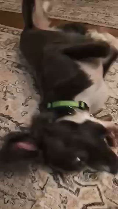 Enlarge Pepper, a ADOPTABLE mixed breed in New York, NY video 4/4