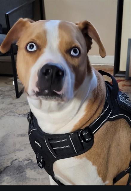MARS, Adoptable, Adult Male American Staffordshire Terrier & Mixed Breed.