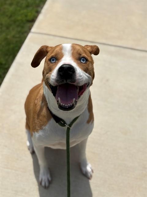 Enlarge MARS, a Adoptable mixed breed in Forney, TX image 1/1