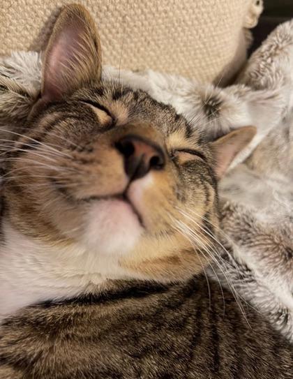 Skylar, Adoptable, Adult Female Domestic Short Hair & Domestic Short Hair.