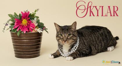 Skylar, Adoptable, Adult Female Domestic Short Hair & Domestic Short Hair.