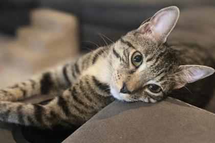 Enlarge Skylar, a Adoptable mixed breed in Fairhope, AL image 1/2