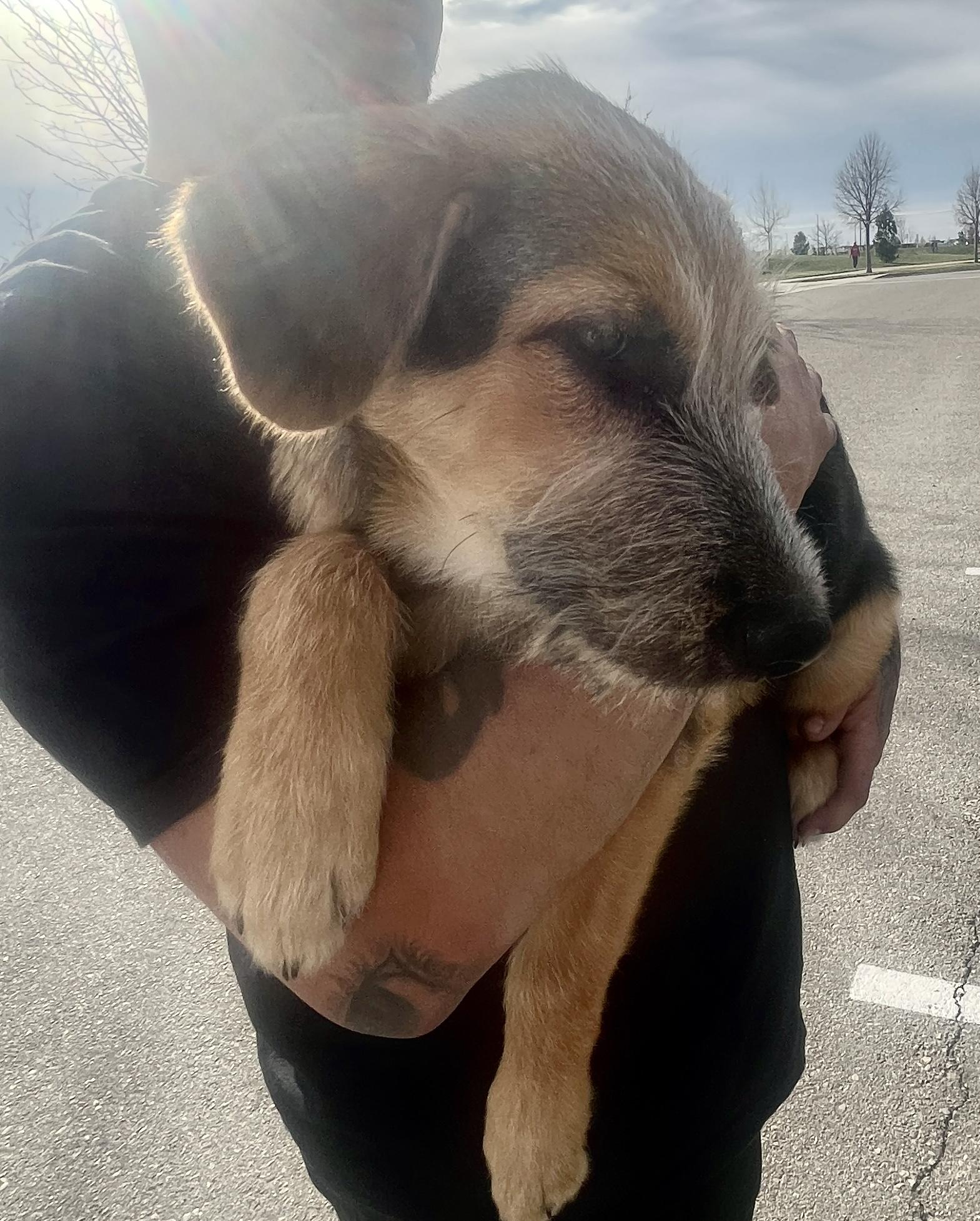 Forest, Adoptable, Puppy Male German Shepherd Dog.