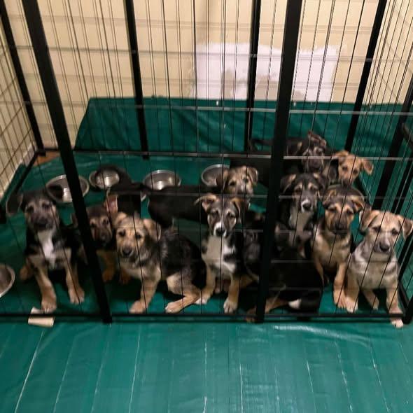 Forest, a Adoptable German Shepherd Dog in Jerome, ID image 3/6