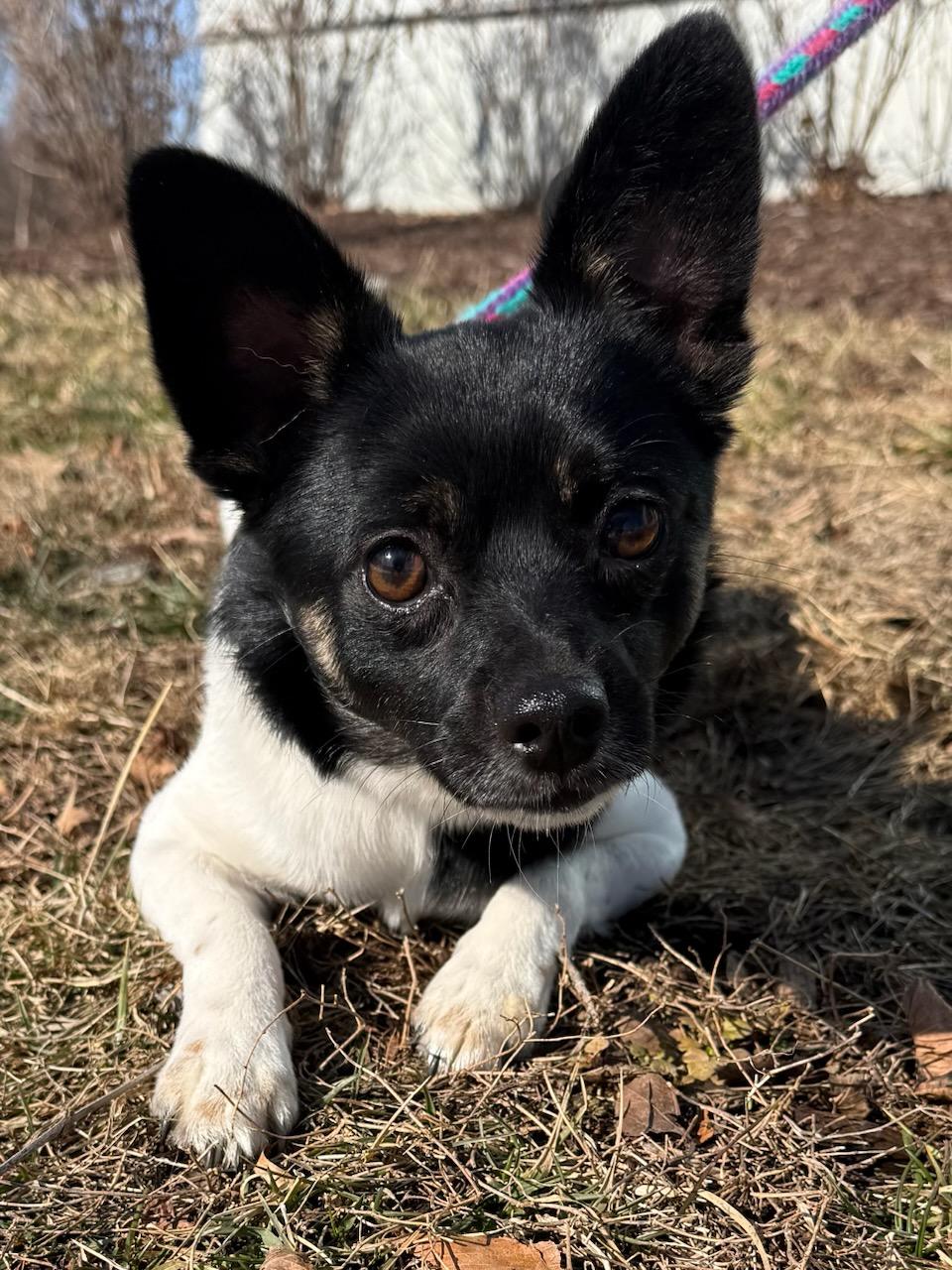 Enlarge Mr. Carson (ID 50491/681), an adopted mixed breed in Manassas, VA image 1/1