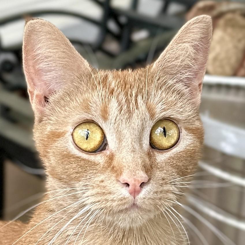 Aurora, Adult Female Domestic Short Hair