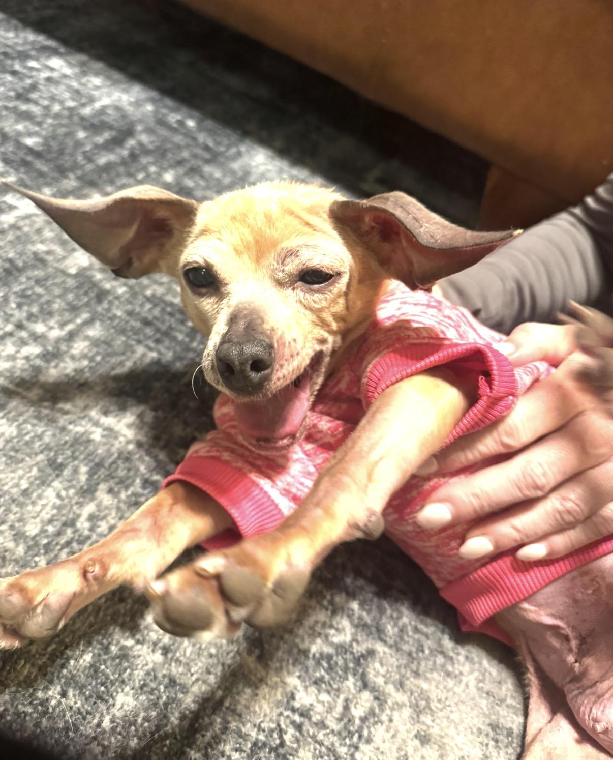 Enlarge Luna, a ADOPTABLE mixed breed in Whitewater, WI image 5/6