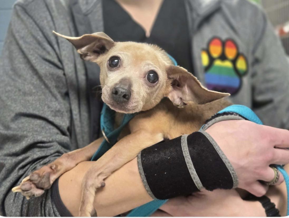 Enlarge Luna, a ADOPTABLE mixed breed in Whitewater, WI image 1/6