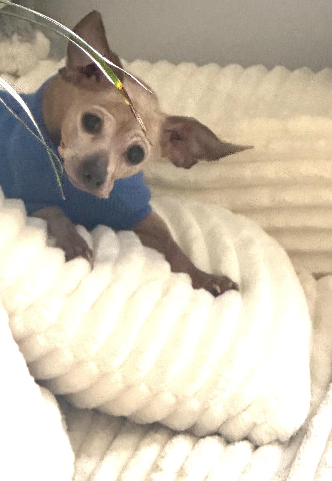 Enlarge Luna, a ADOPTABLE mixed breed in Whitewater, WI image 6/6