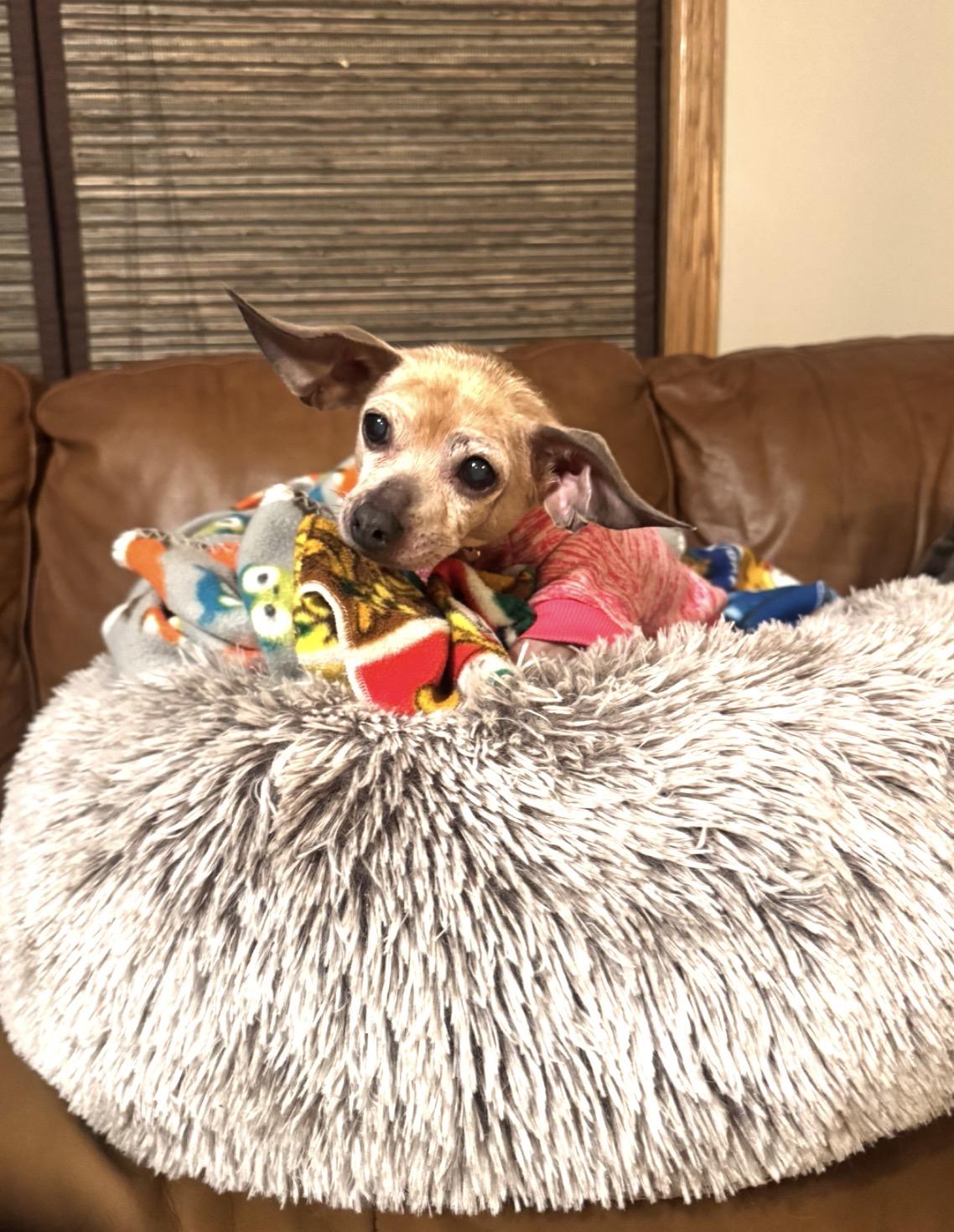 Enlarge Luna, a ADOPTABLE mixed breed in Whitewater, WI image 3/6