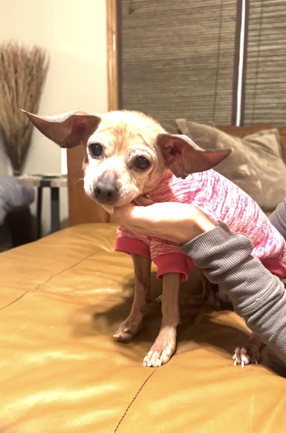 Enlarge Luna, a ADOPTABLE mixed breed in Whitewater, WI image 2/6