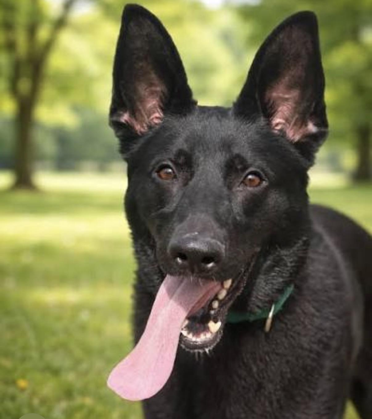 Max, ADOPTABLE, Adult Male Dutch Shepherd.