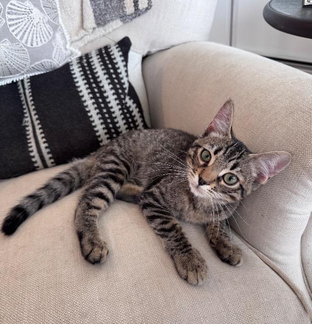 Hat Trick, Adoptable, Kitten Male Domestic Short Hair.
