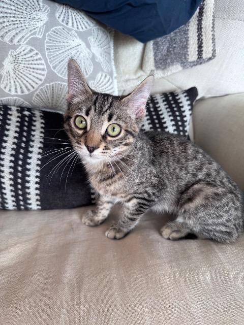 Hat Trick, a Adoptable mixed breed in Pawtucket, RI image 2/5