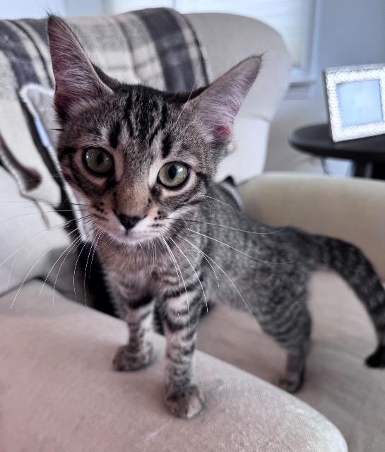 Hat Trick, a Adoptable mixed breed in Pawtucket, RI image 3/5