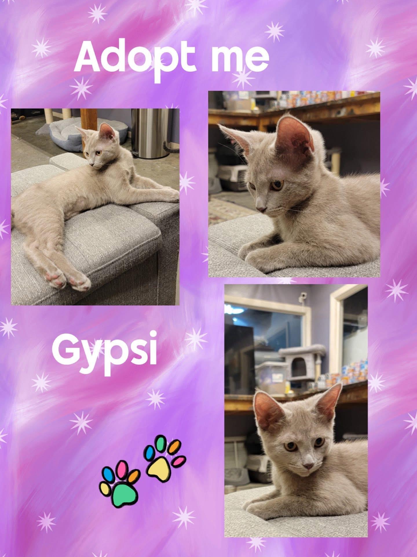 Gypsi, Adoptable, Young Male Russian Blue.