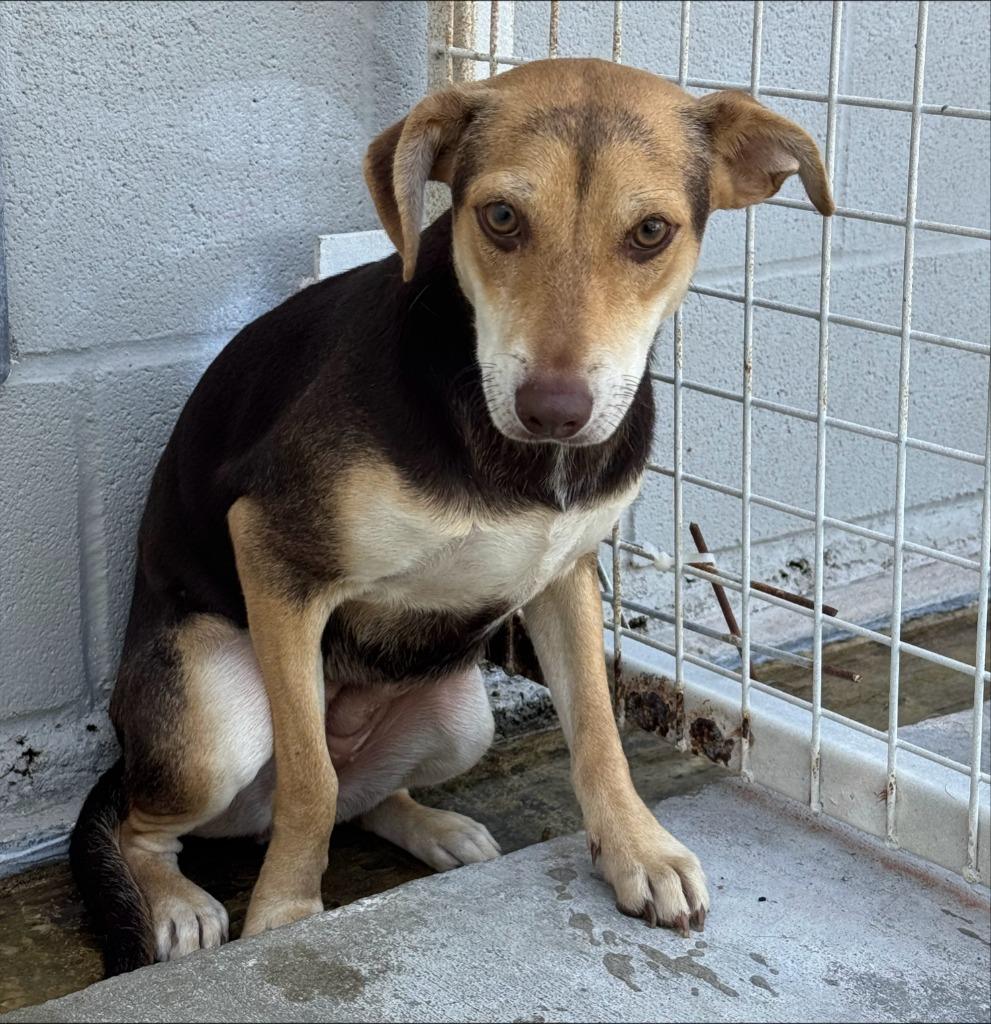 Enlarge Genesis, a Adoptable mixed breed in Thompson Falls, MT image 1/1