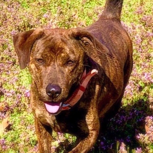 Rayna, a Adoptable mixed breed in Greenfield, TN image 1/6