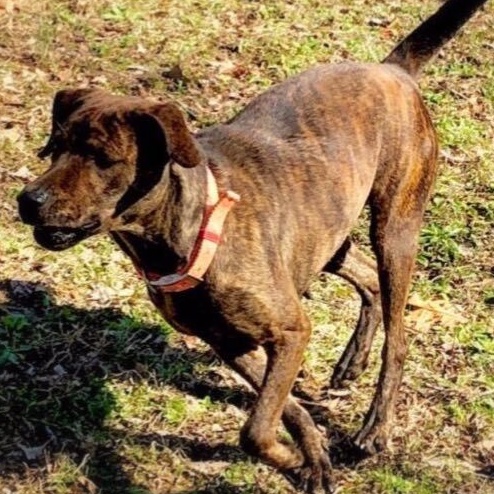 Rayna, a Adoptable mixed breed in Greenfield, TN image 2/6