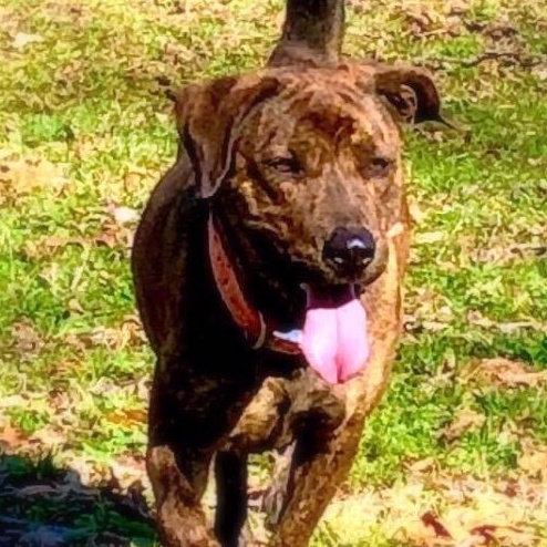 Rayna, a Adoptable mixed breed in Greenfield, TN image 3/6