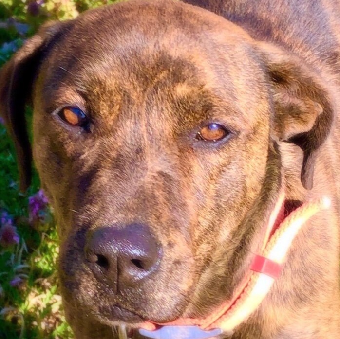 Rayna, a Adoptable mixed breed in Greenfield, TN image 4/6