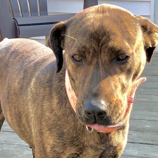 Rayna, a Adoptable mixed breed in Greenfield, TN image 5/6