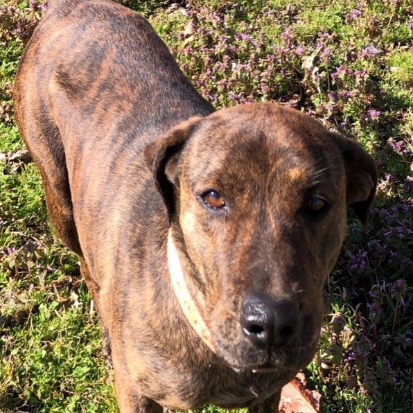 Rayna, a Adoptable mixed breed in Greenfield, TN image 6/6