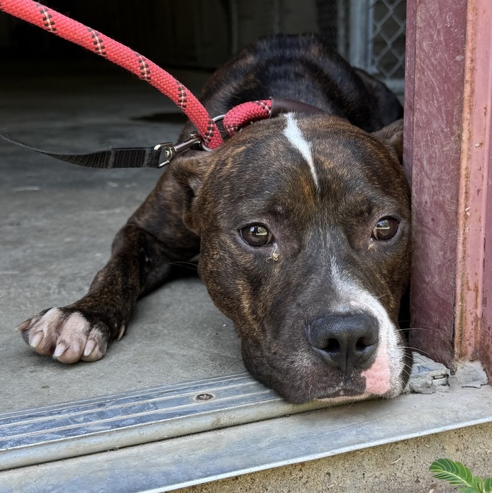 Bandit, an adoptable Mixed Breed in Selma, AL, 36701 | Photo Image 1