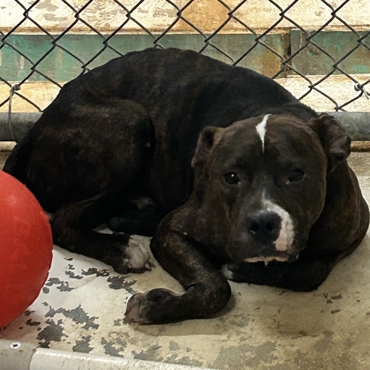 Bandit, an adoptable Mixed Breed in Selma, AL, 36701 | Photo Image 2