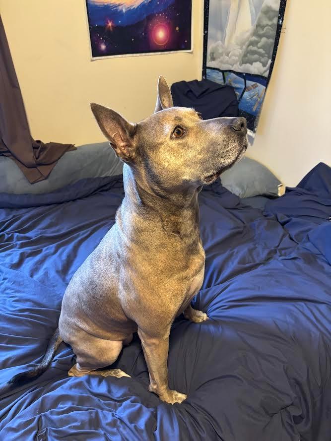 Maggie, Adoptable, Adult Female American Staffordshire Terrier.