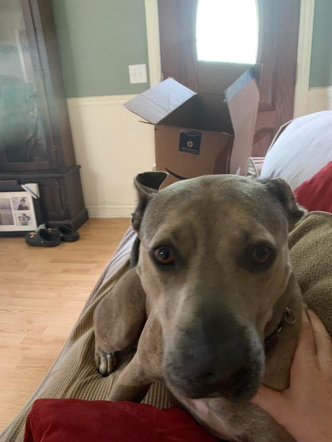 Enlarge Maggie, a Adoptable American Staffordshire Terrier in Bloomington, IN image 2/3
