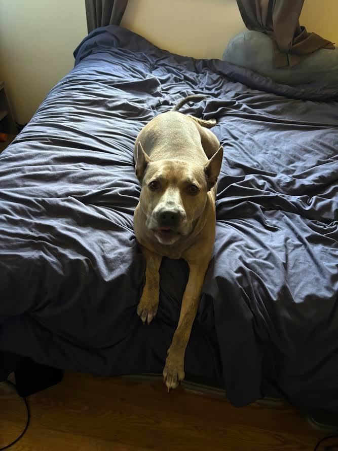 Enlarge Maggie, a Adoptable American Staffordshire Terrier in Bloomington, IN image 3/3