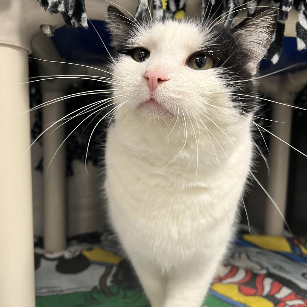 Enlarge Sassy, a Adoptable Domestic Short Hair in Fort Wayne, IN image 1/4