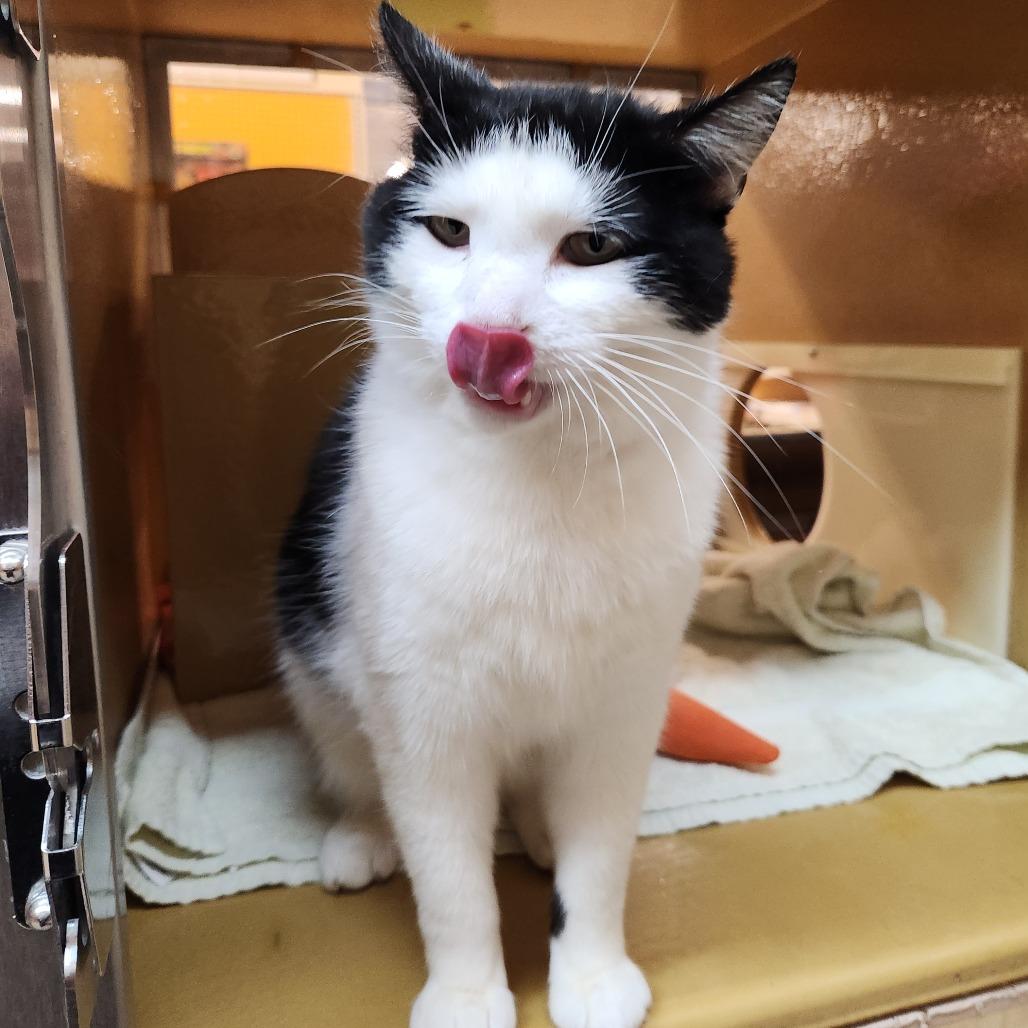 Enlarge Sassy, a Adoptable Domestic Short Hair in Fort Wayne, IN image 2/4