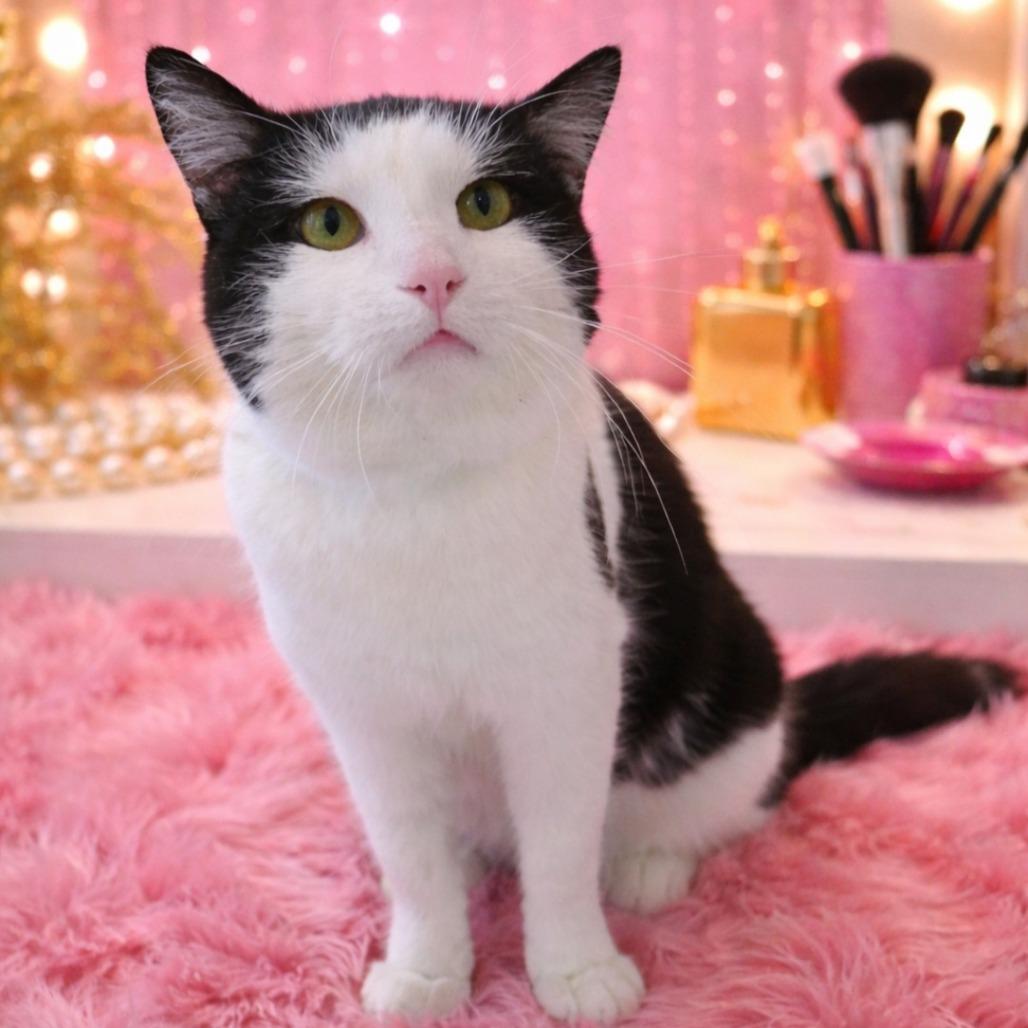 Enlarge Sassy, a Adoptable Domestic Short Hair in Fort Wayne, IN image 3/4