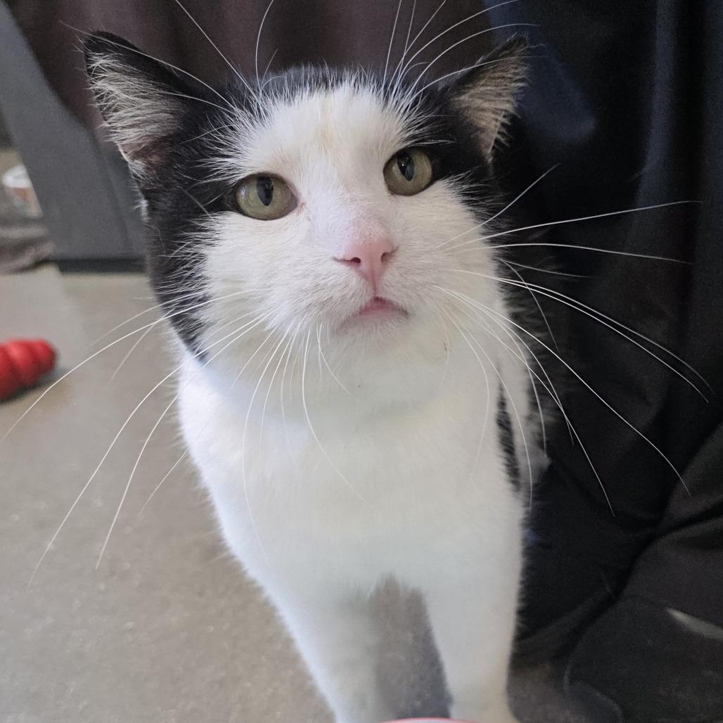 Enlarge Sassy, a Adoptable Domestic Short Hair in Fort Wayne, IN image 4/4