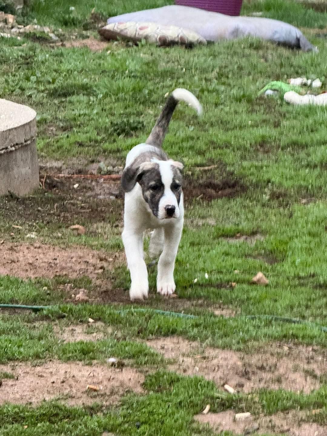 Enlarge Mark, a Adopted mixed breed in Glenmoore, PA image 1/3