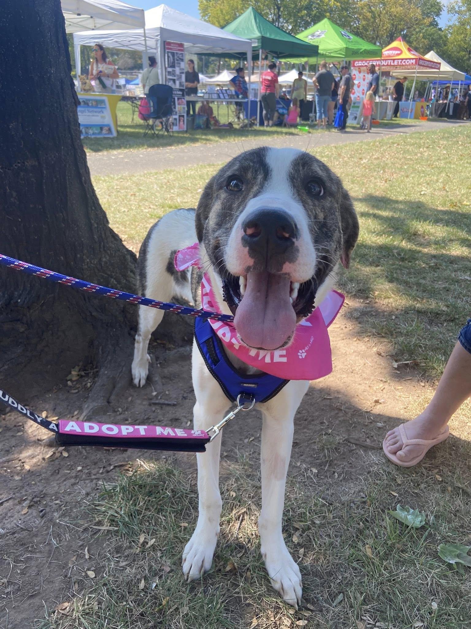 Enlarge Mark, a Adopted mixed breed in Glenmoore, PA image 2/3