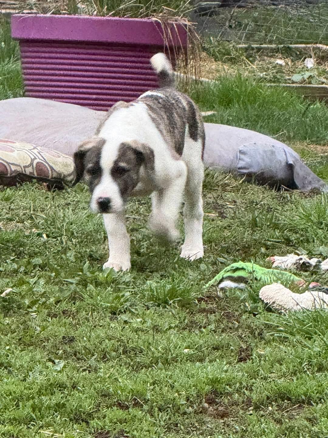 Enlarge Mark, a Adopted mixed breed in Glenmoore, PA image 3/3