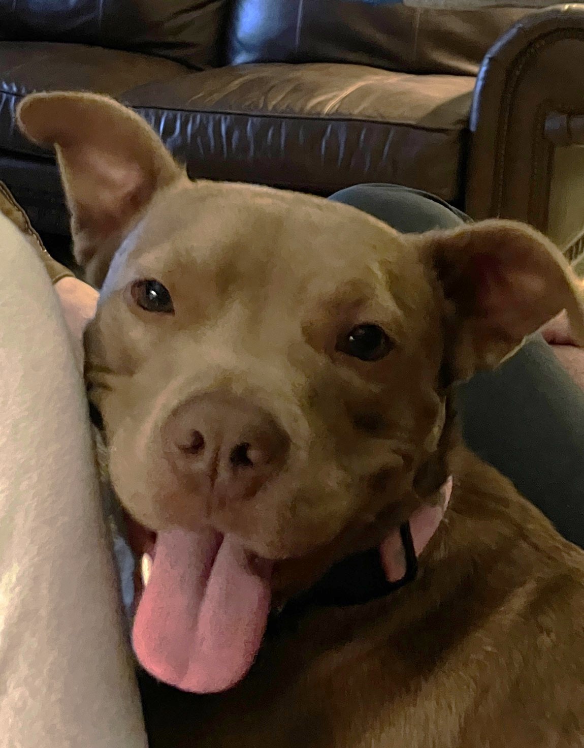 Allie, an adoptable Pit Bull Terrier, Miniature Bull Terrier in Harvey, LA, 70058 | Photo Image 2