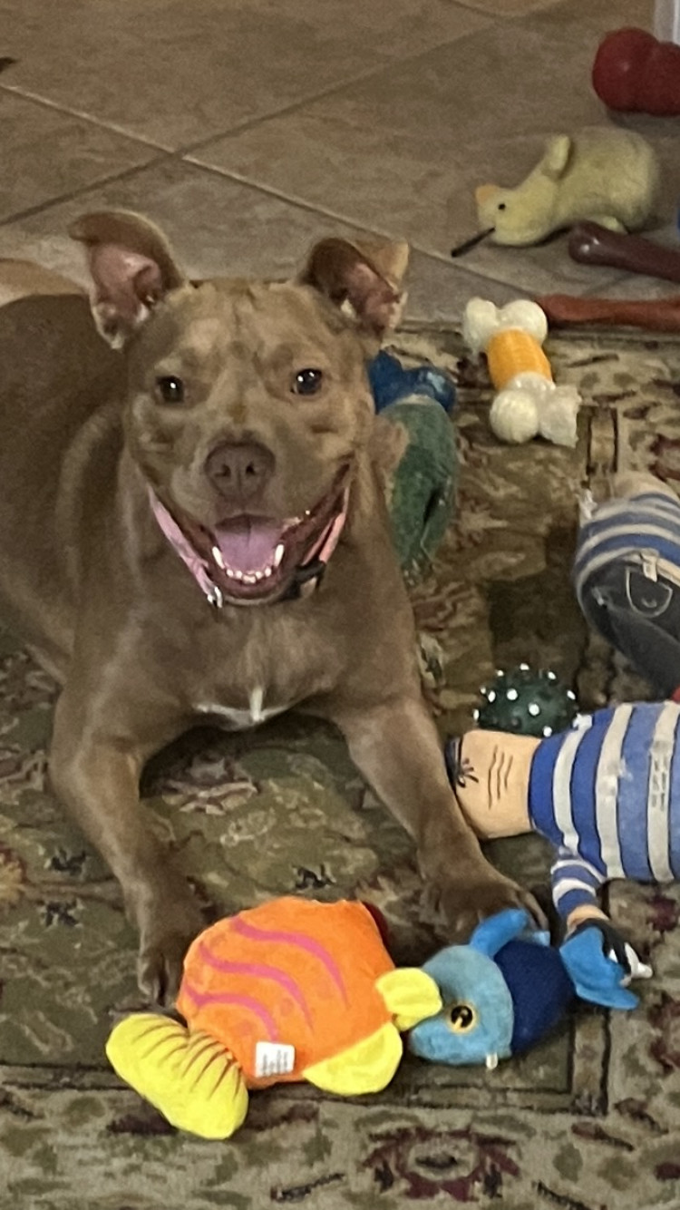 Allie, an adoptable Pit Bull Terrier, Miniature Bull Terrier in Harvey, LA, 70058 | Photo Image 4