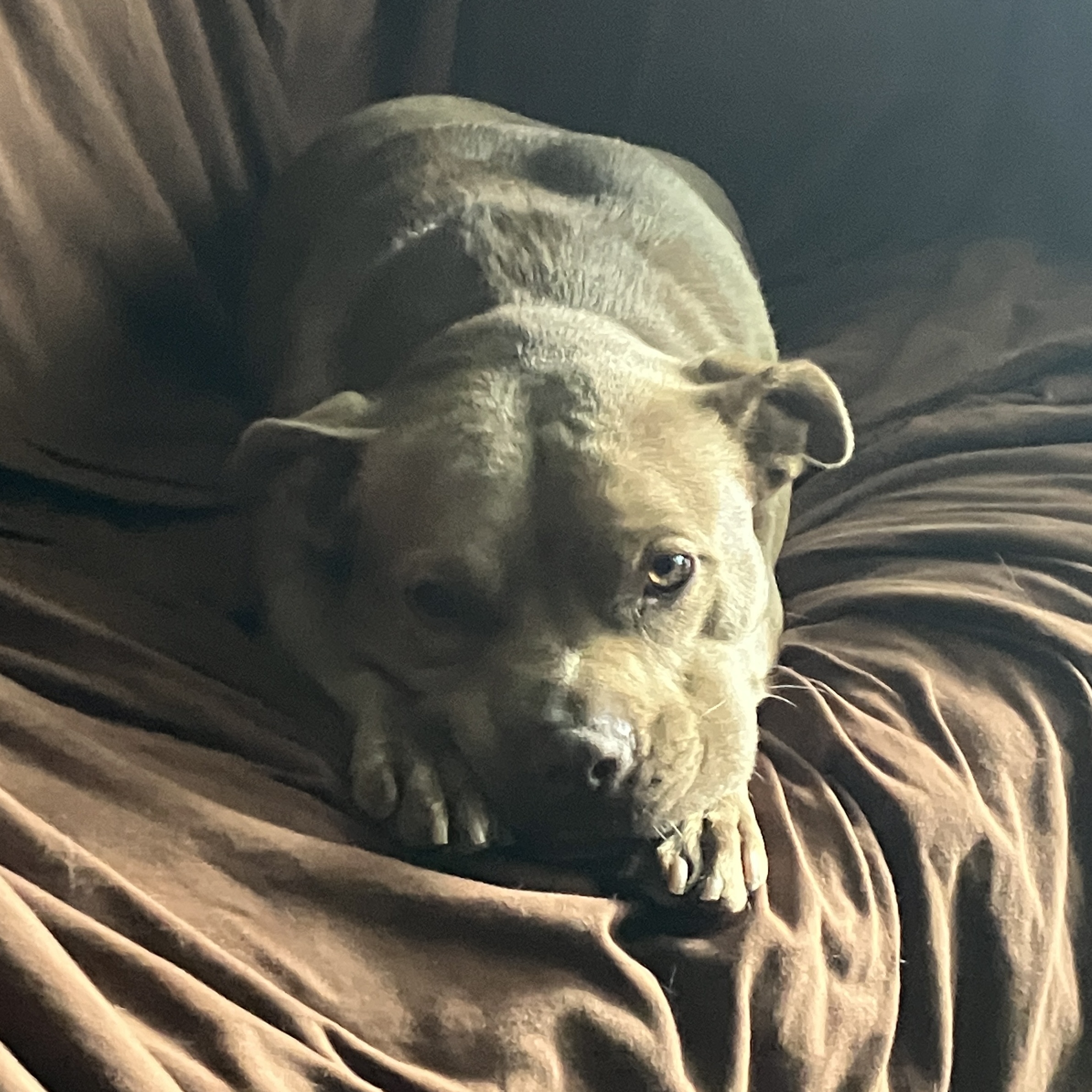 Allie, an adoptable Pit Bull Terrier, Miniature Bull Terrier in Harvey, LA, 70058 | Photo Image 3