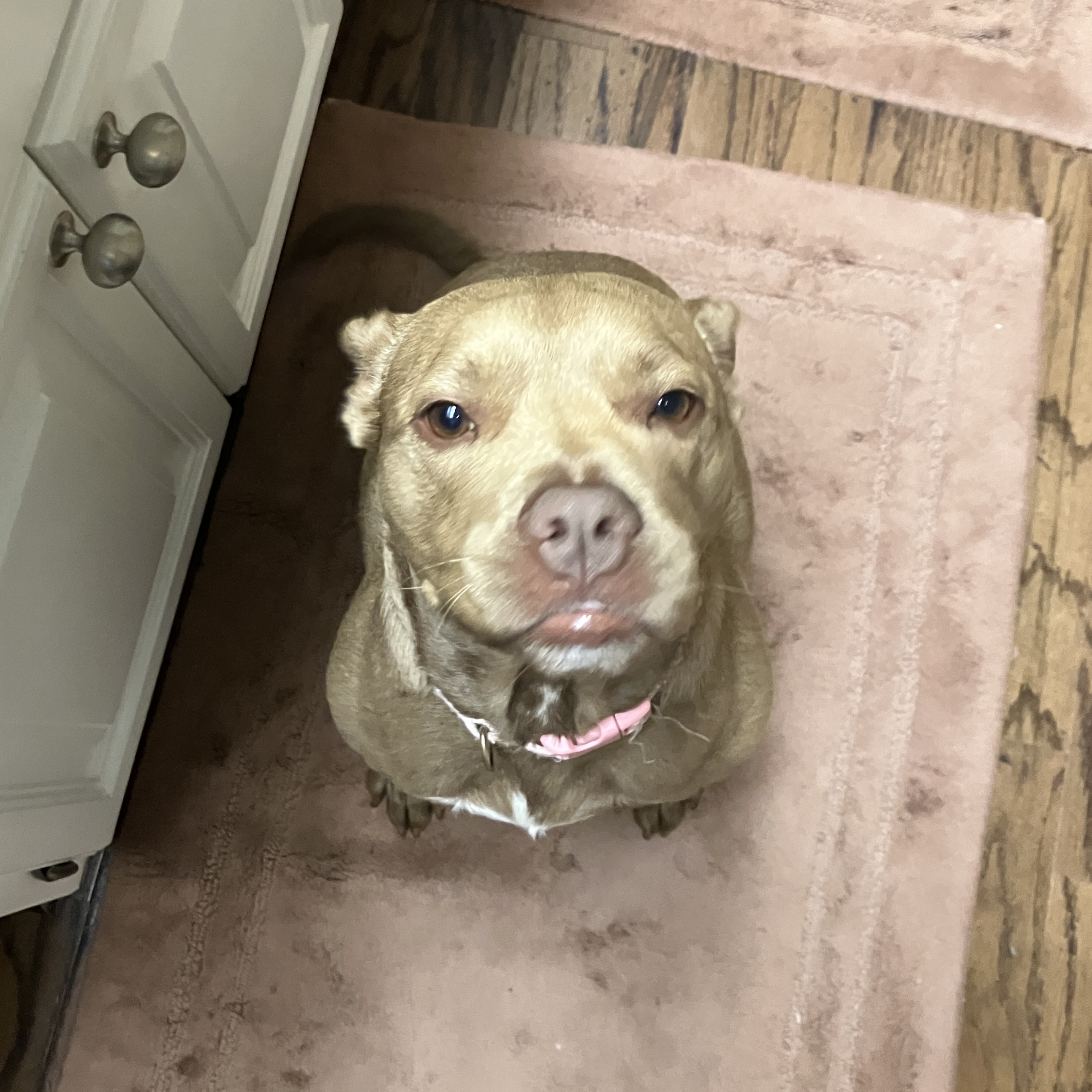 Allie, an adoptable Pit Bull Terrier, Miniature Bull Terrier in Harvey, LA, 70058 | Photo Image 5