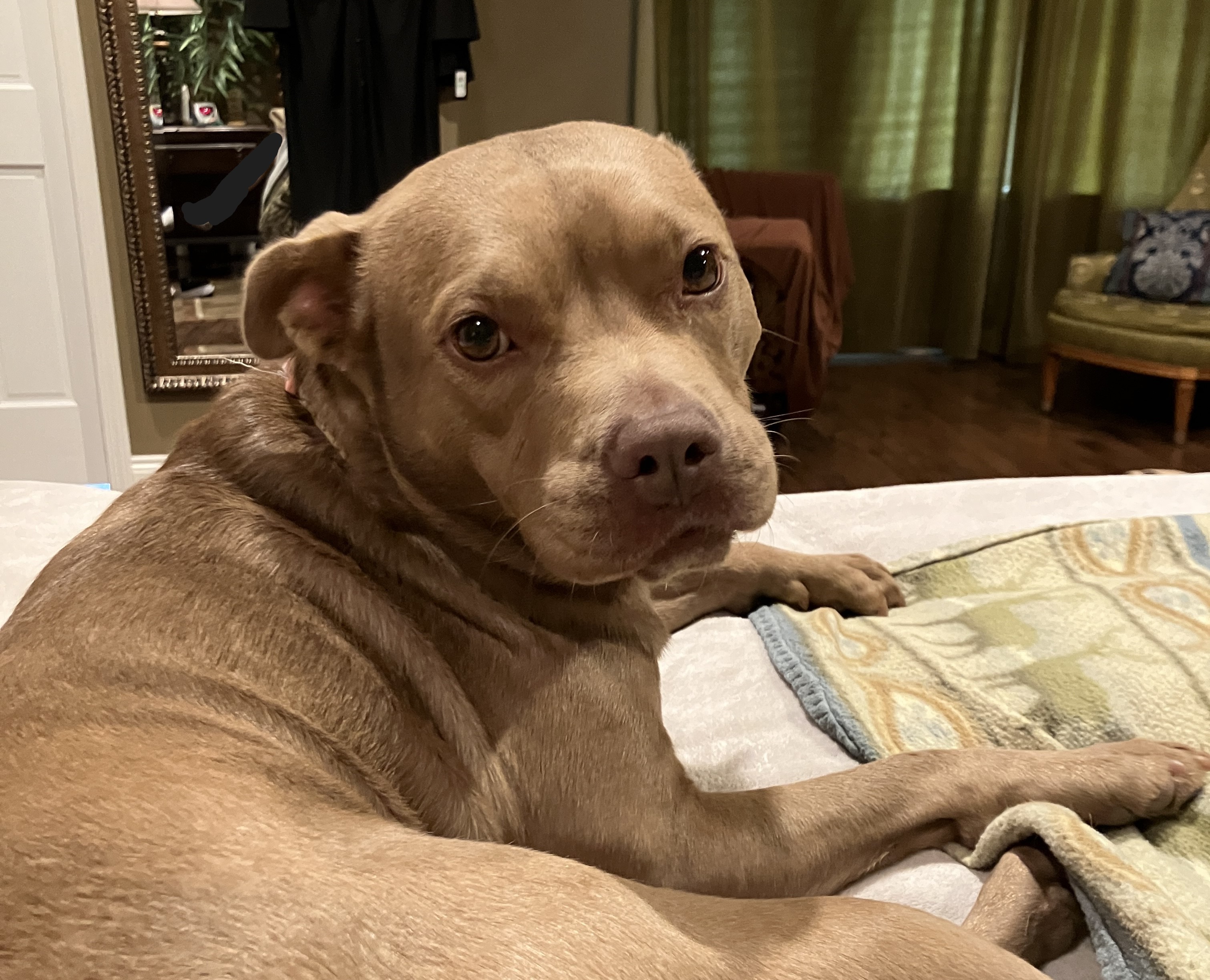 Allie, an adoptable Pit Bull Terrier, Miniature Bull Terrier in Harvey, LA, 70058 | Photo Image 1