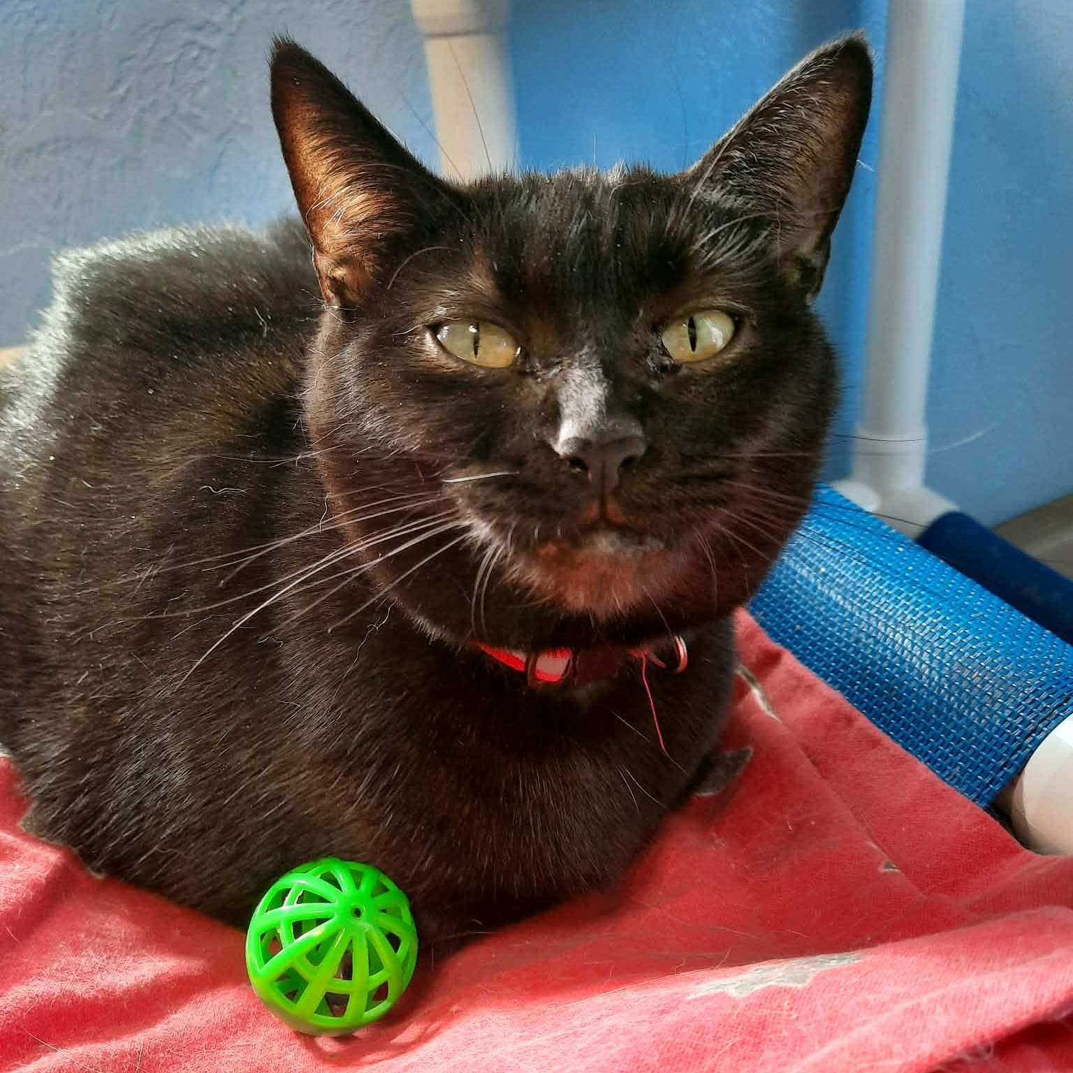 Enlarge Mama T'Pring, a Adoptable Domestic Short Hair in Shippenville, PA image 4/4