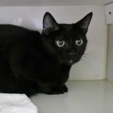 Mama T'Pring, a Adoptable Domestic Short Hair in Shippenville, PA image 2/2