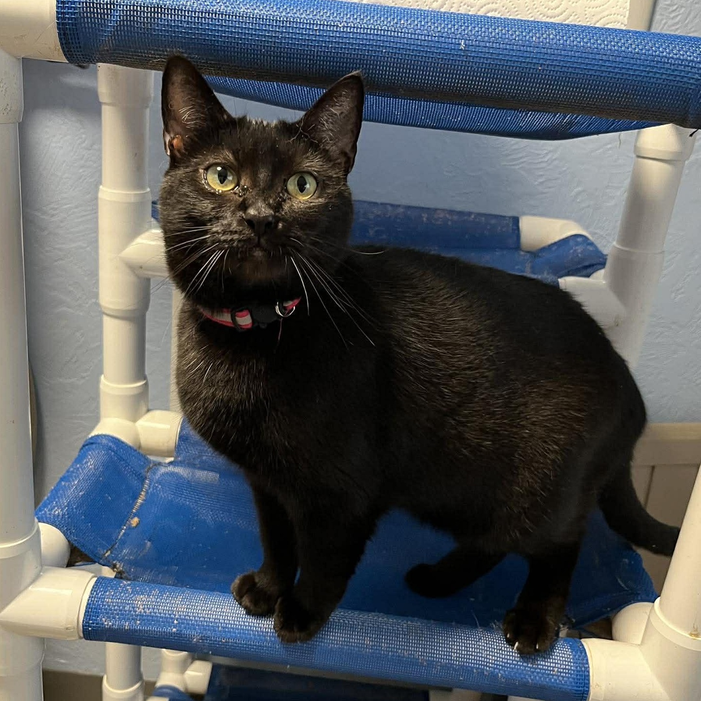 Enlarge Mama T'Pring, a Adoptable Domestic Short Hair in Shippenville, PA image 2/4