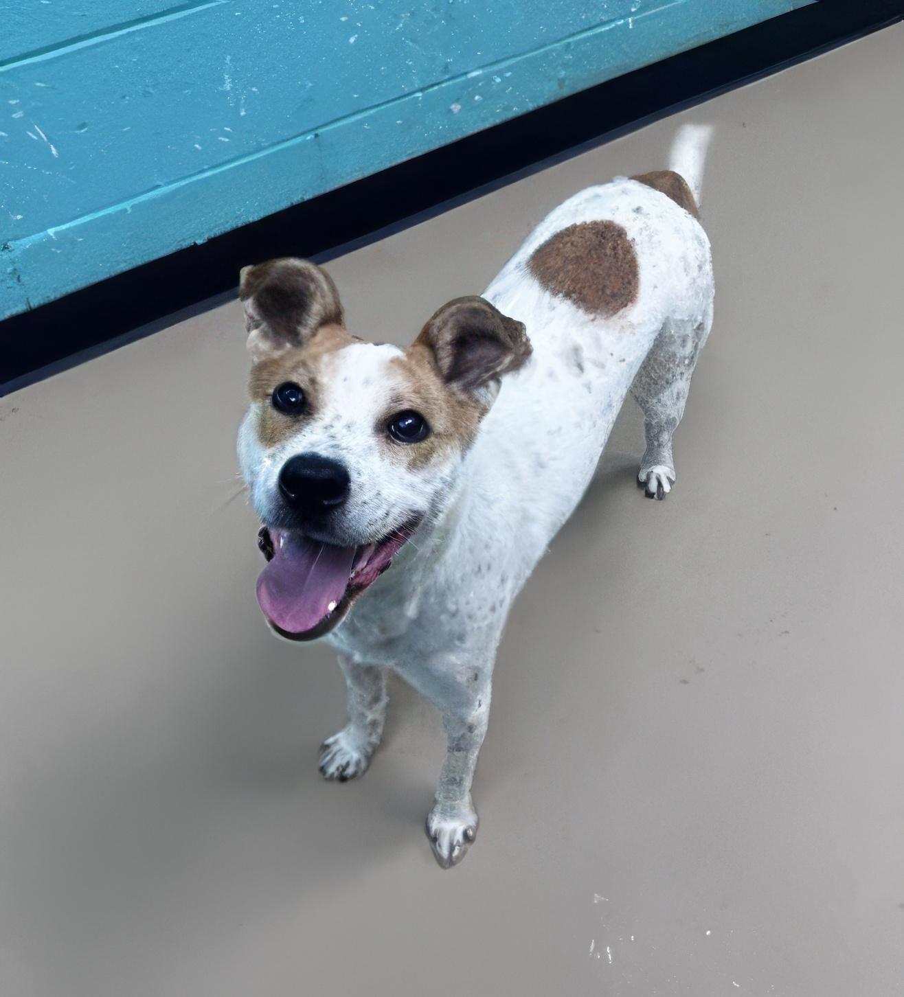 Enlarge Frittata, an adoptable Mixed Breed in Nashville, TN image 2/2