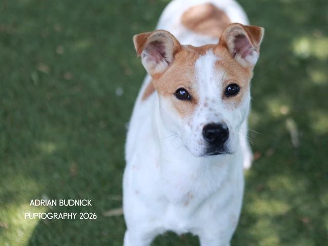 Frittata, adoptable, Young Female Mixed Breed.